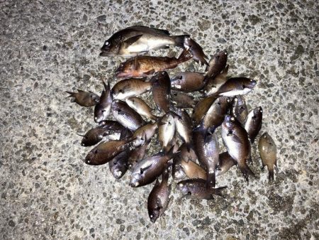 ファミリーフィッシング